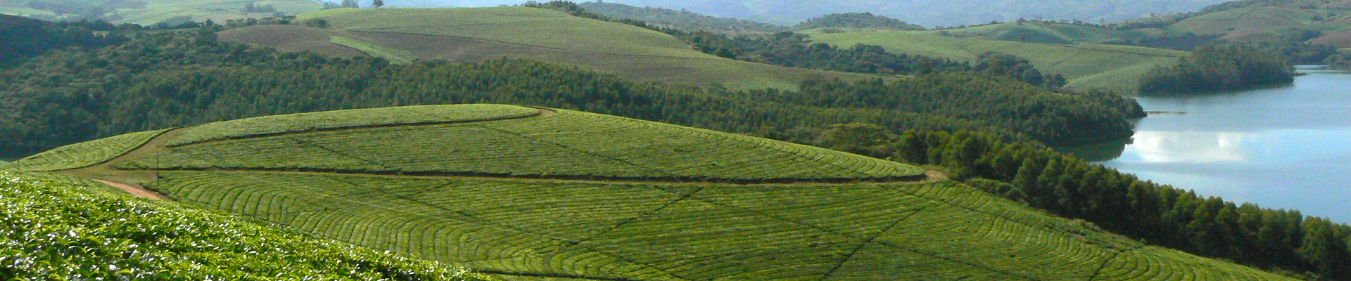 Eastern Highlands Plantations Ltd