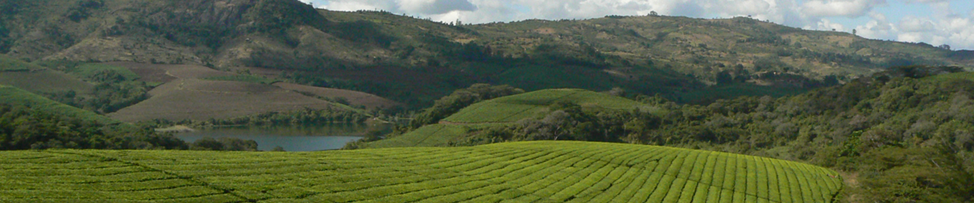 Eastern Highlands Plantations Ltd